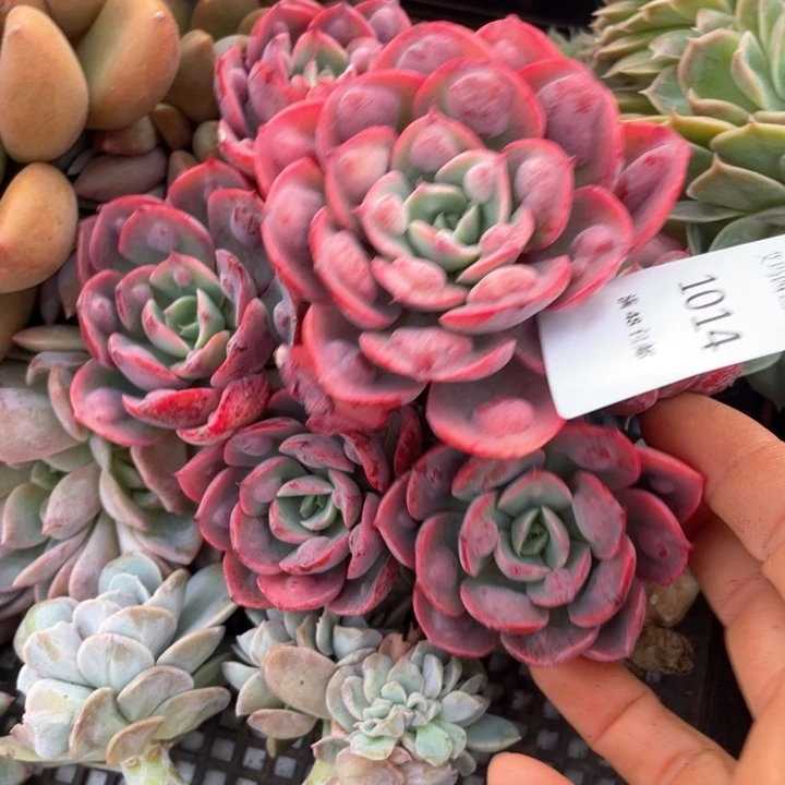 雨滴群生无砍多肉014