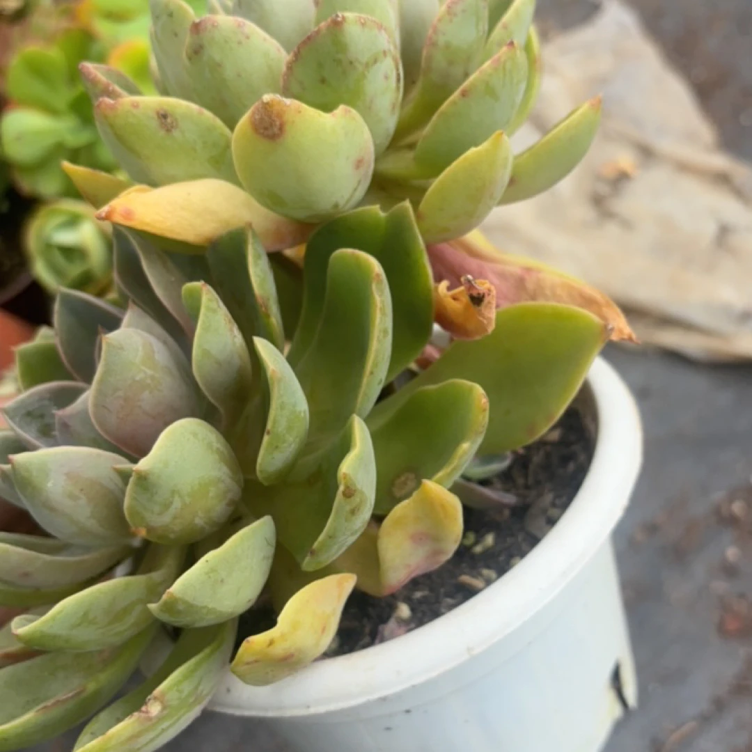 琼斯 多肉植物新手好养（全店满9.99包邮）