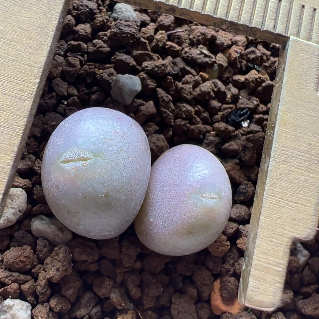 紫葡萄多肉植物百科6