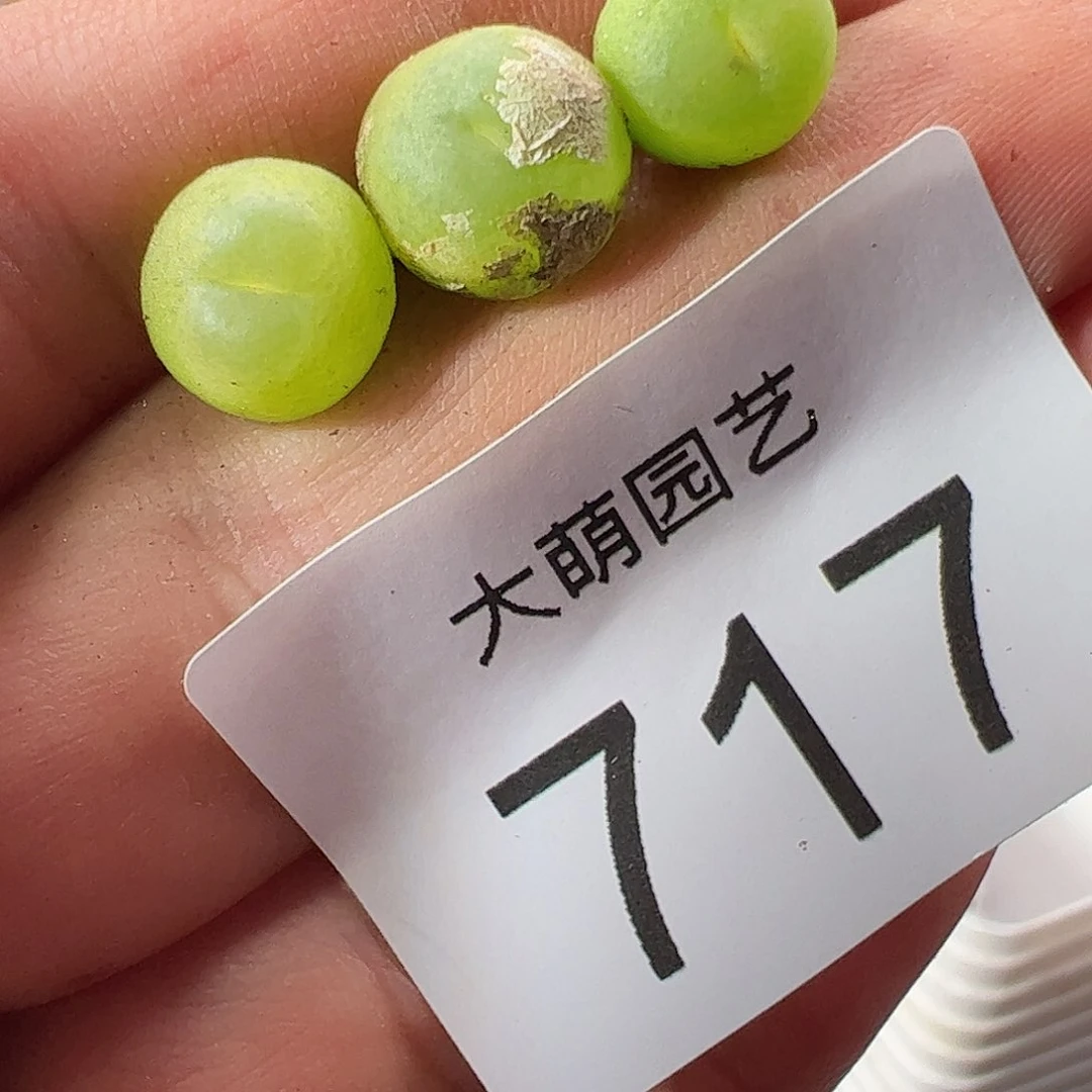 0000717 一物一拍微瑕福利