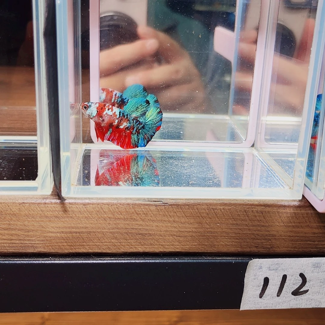 海水鱼宙斯斗鱼竞拍09-28