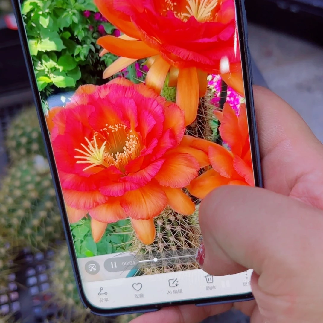 下55毛荣光歪无根侧芽4公分左右20包邮