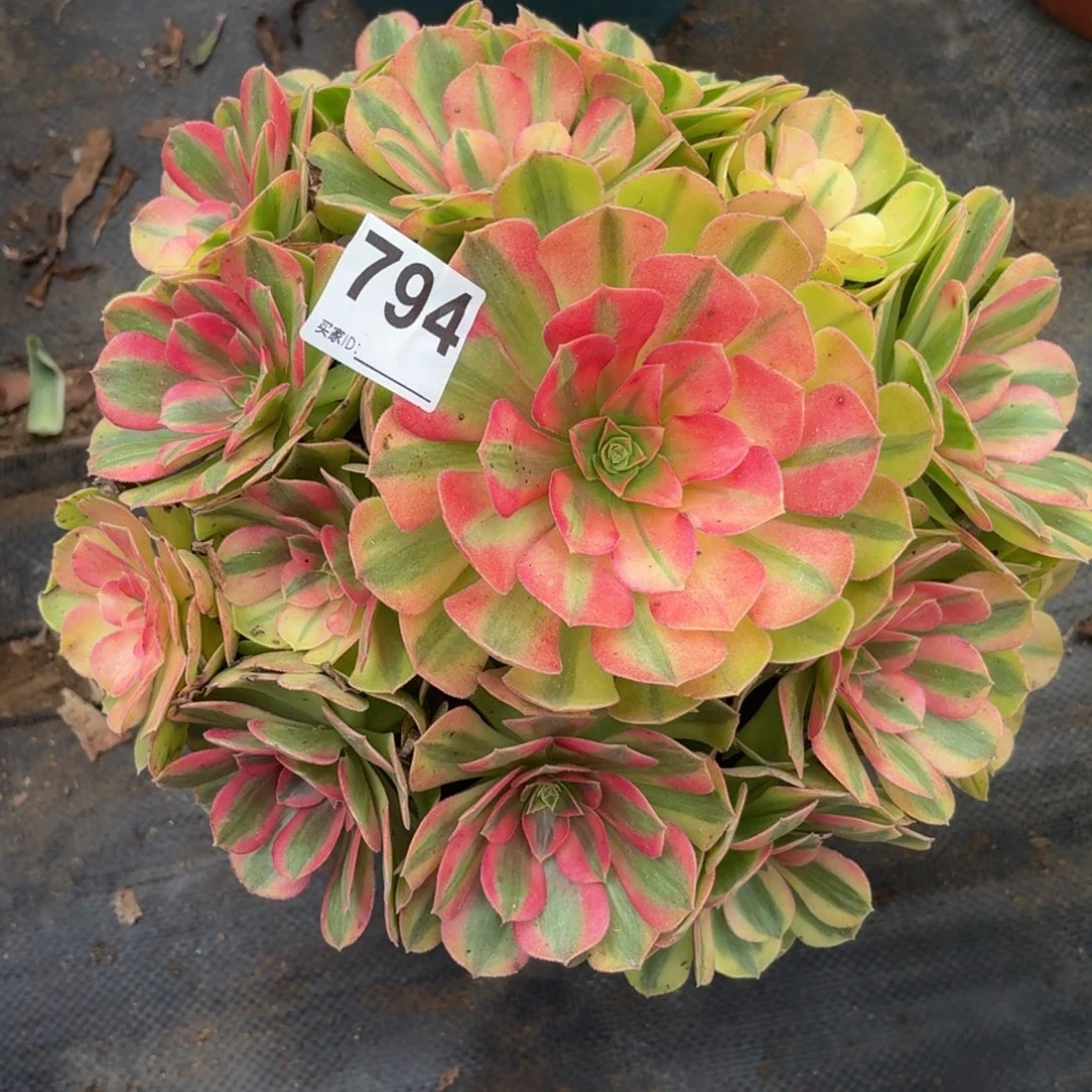 794雨河开播福利多肉植物