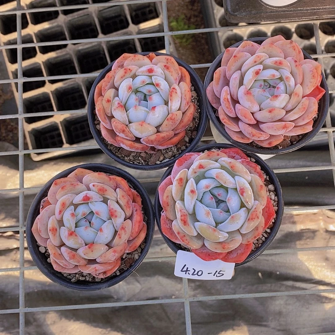 4.20-15-无瑕疵 草莓橙单头一颗 量拍