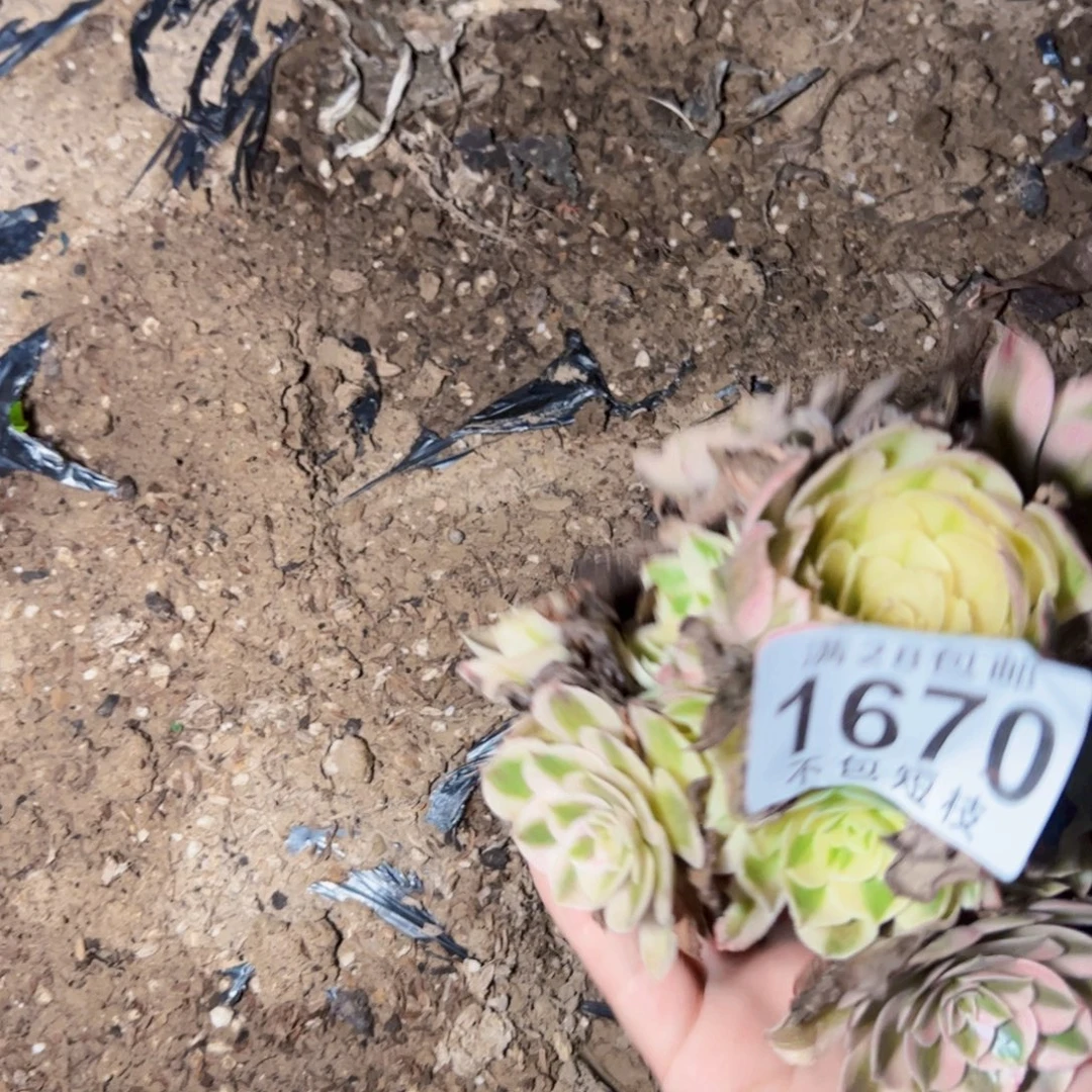 倾城多肉植物法师167 0