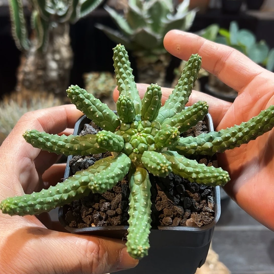 九头龙大戟66666666688