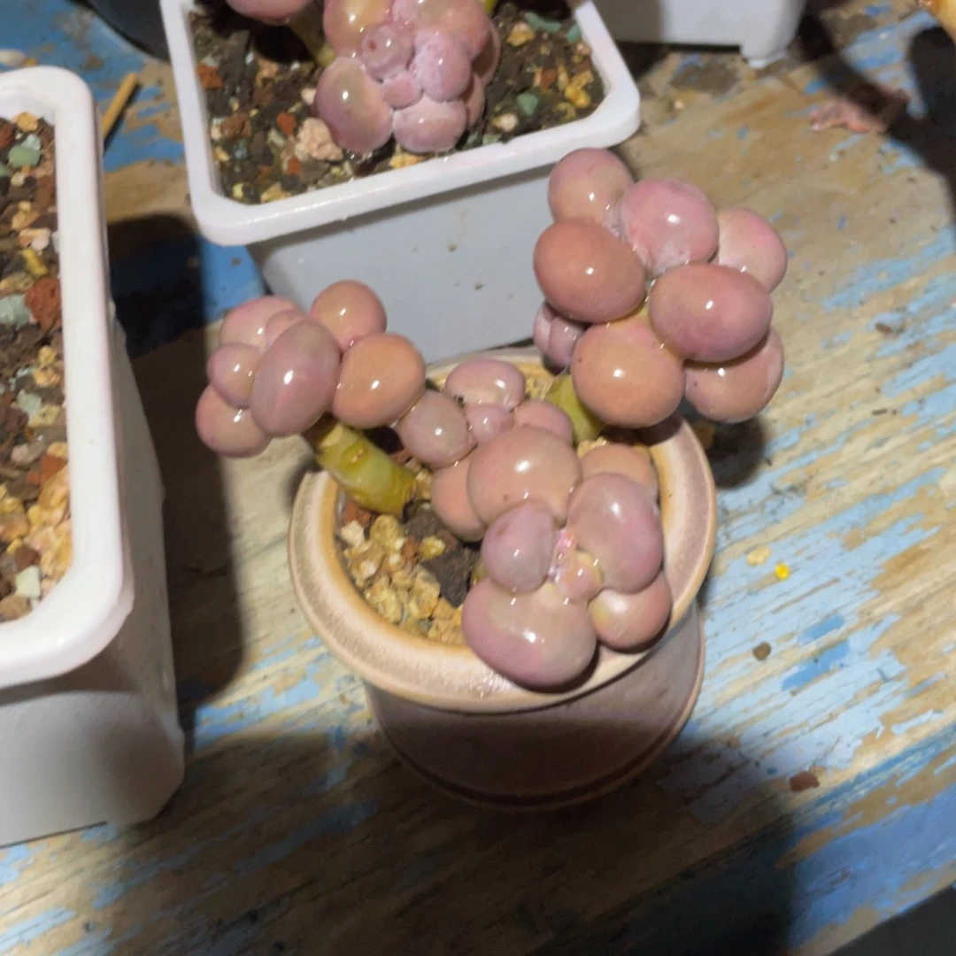 木**0多肉老桩漂亮