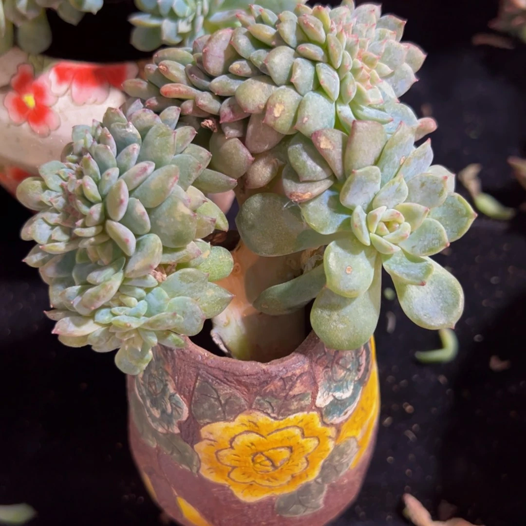 新年快乐 新年快乐 新年快乐