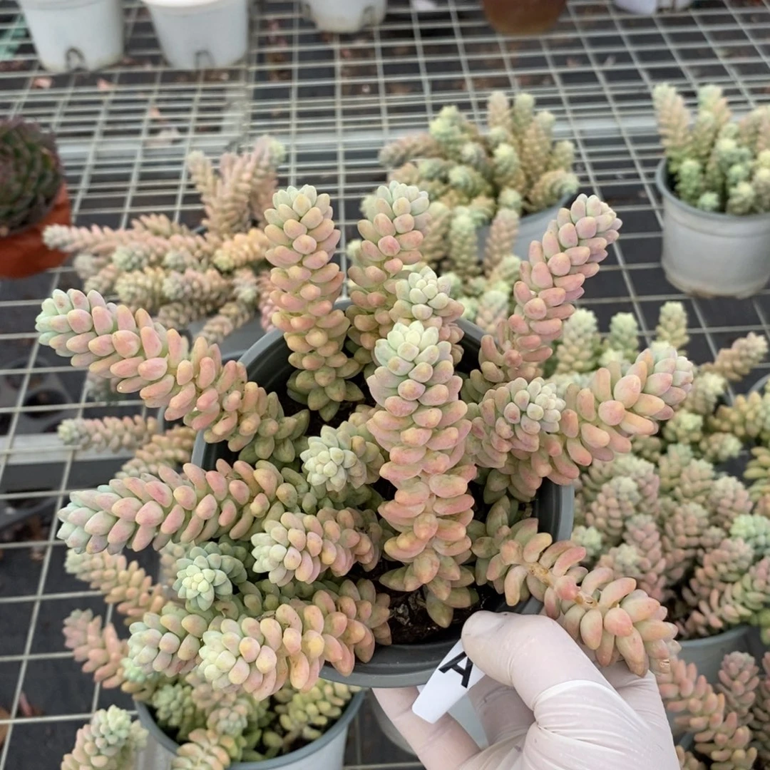 252彩虹玉坠一物一拍