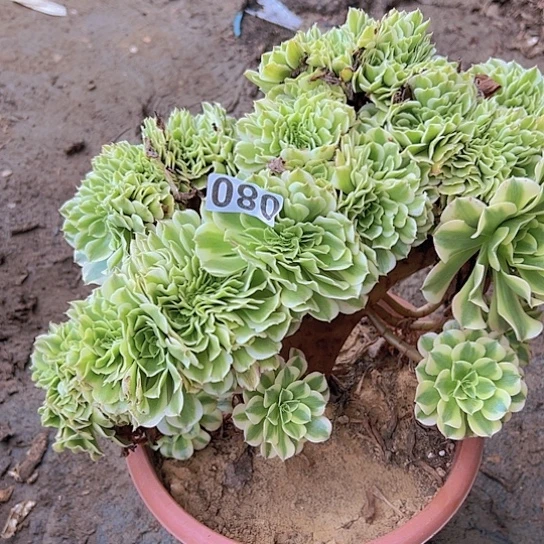 秋***道多肉植物一个绿豆沙拉
