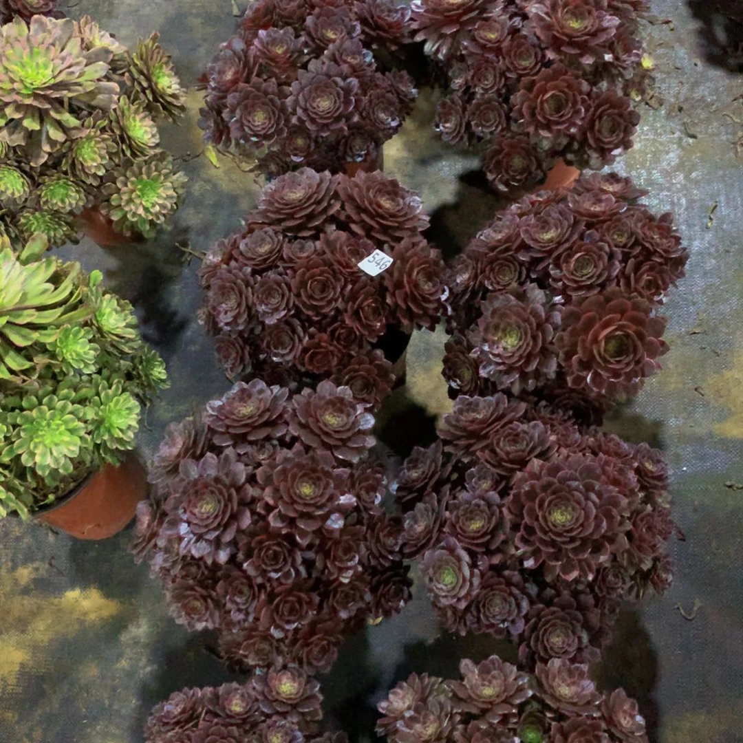 【闪购商品】546黑骑士10颗