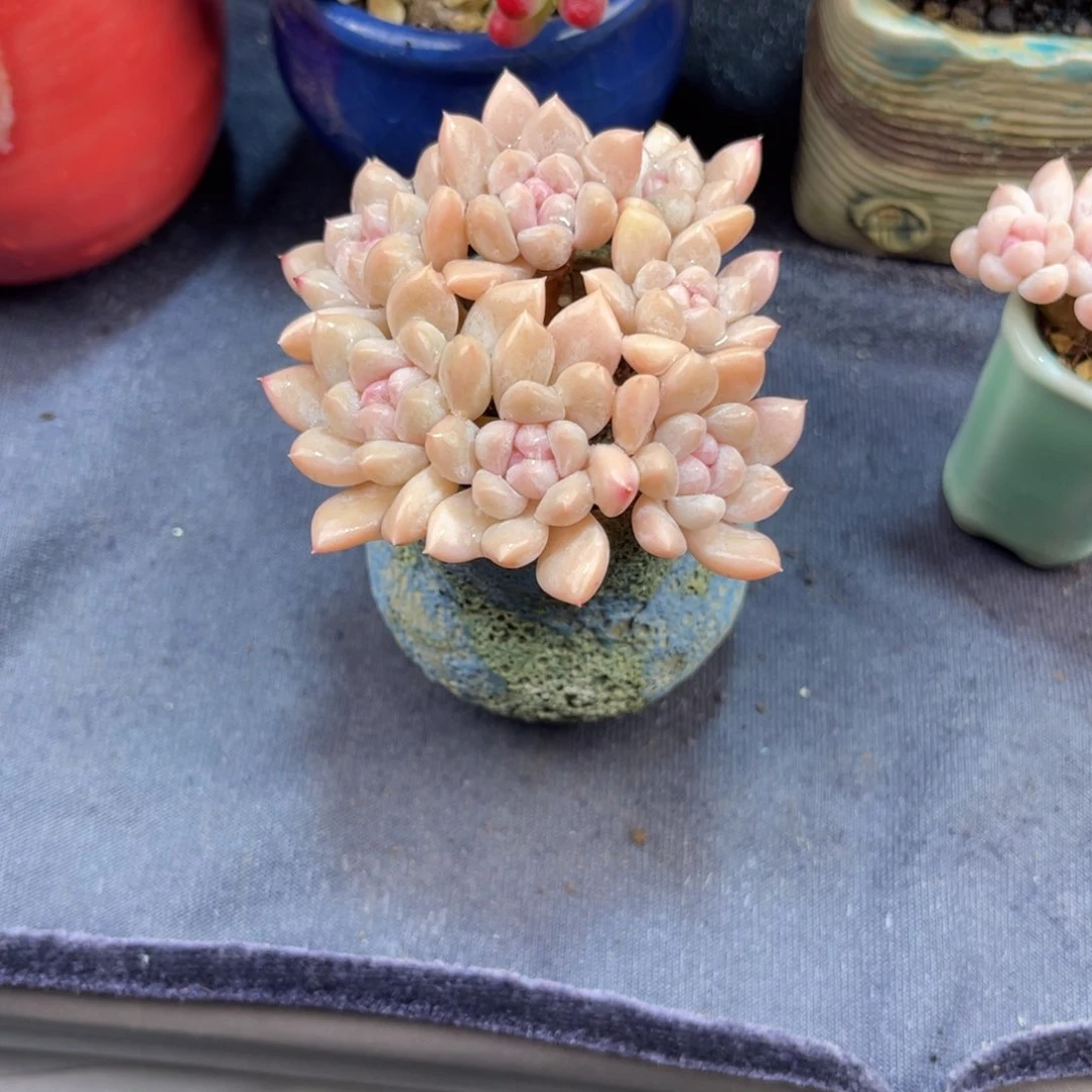 山**色杂交多肉 七公分 带盆