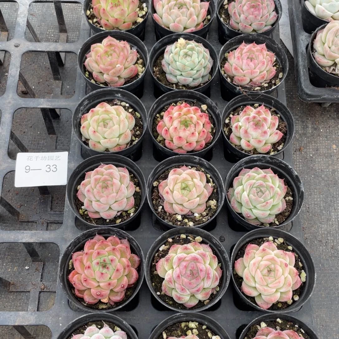 一物一拍18棵9-33