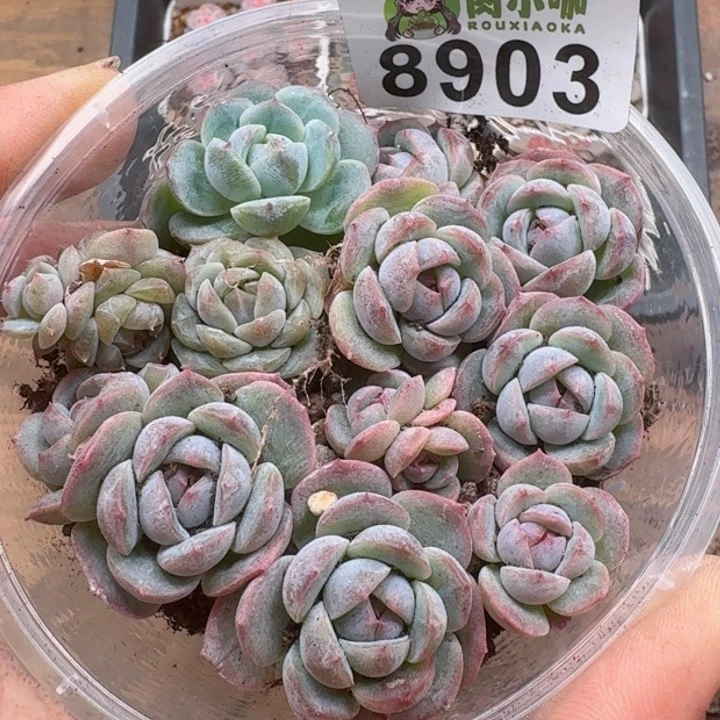 多肉植物多肉植物