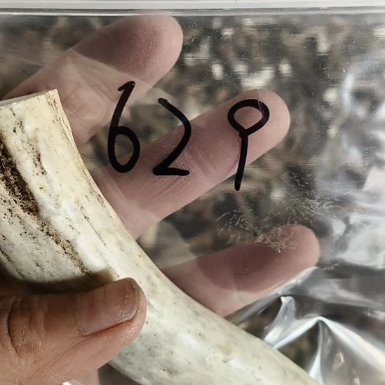 沙***海鹿角鹿角鹿角鹿角鹿角鹿角