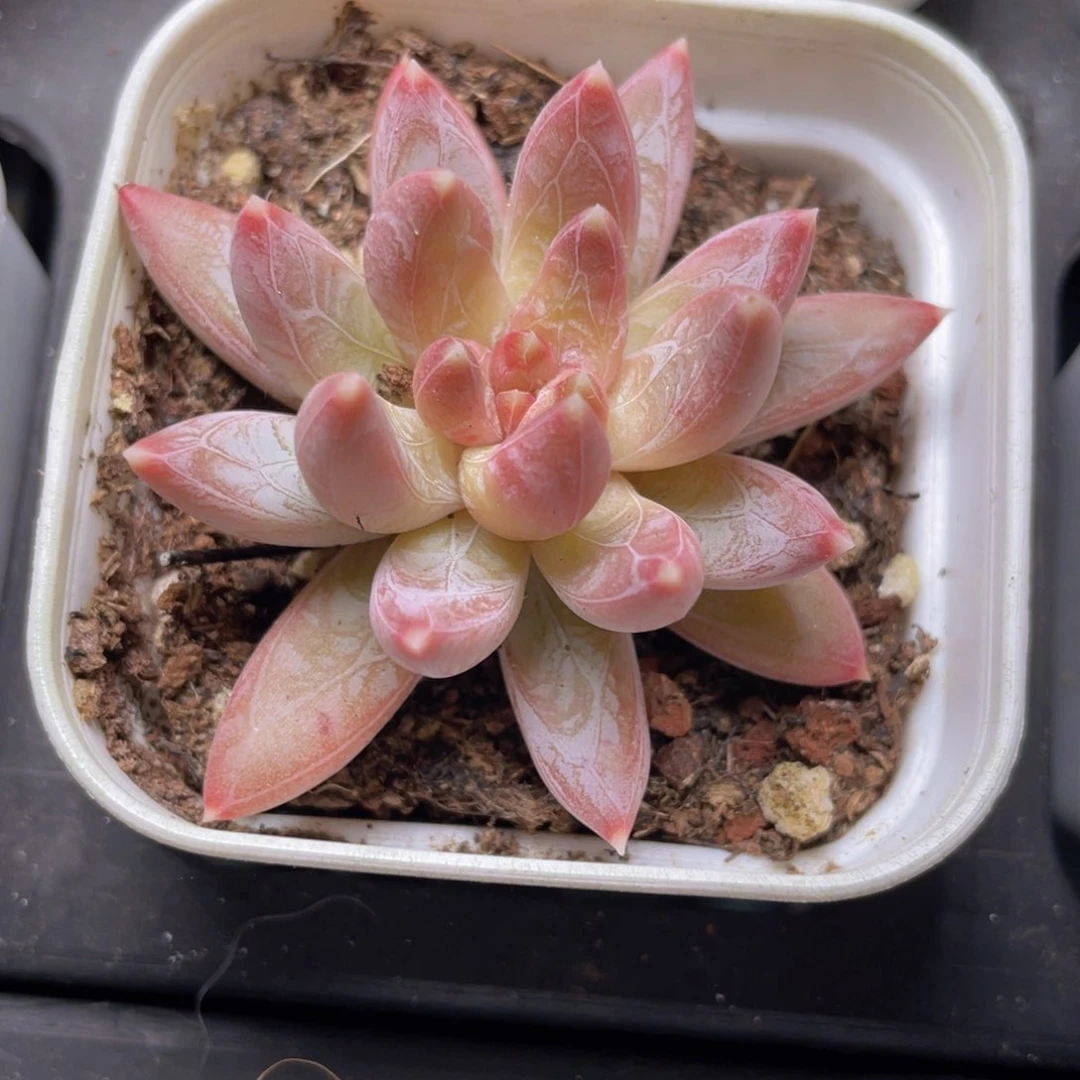 炫彩星多肉9.9包邮