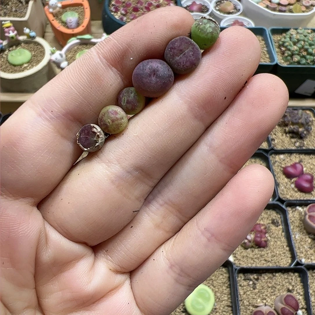 【闪购商品】182  福利