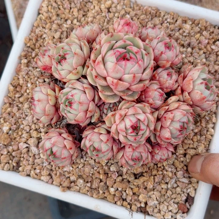 精品多肉植物老桩