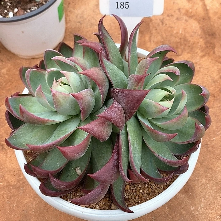 e***eD185- 直播福利 惊鸿仙子