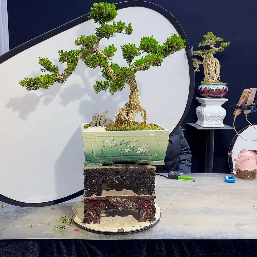 高端黄杨盆景艺术舰