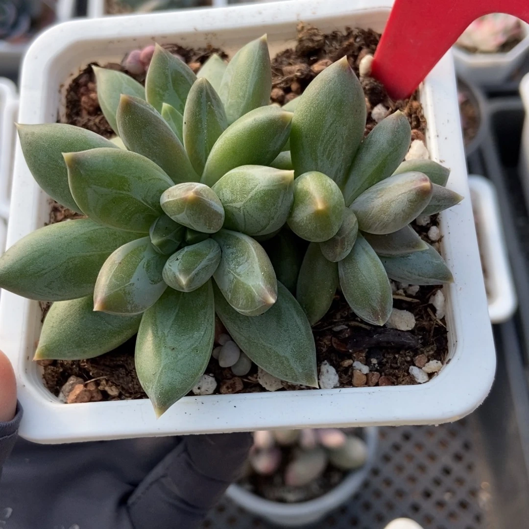 623重楼多肉植物多肉