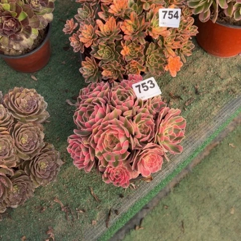 好***安753粉女巫，754甜茶多肉