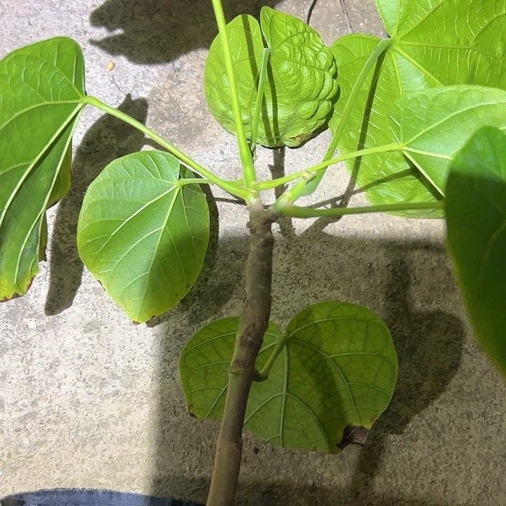 羅***哥金钻凤梨35973697368