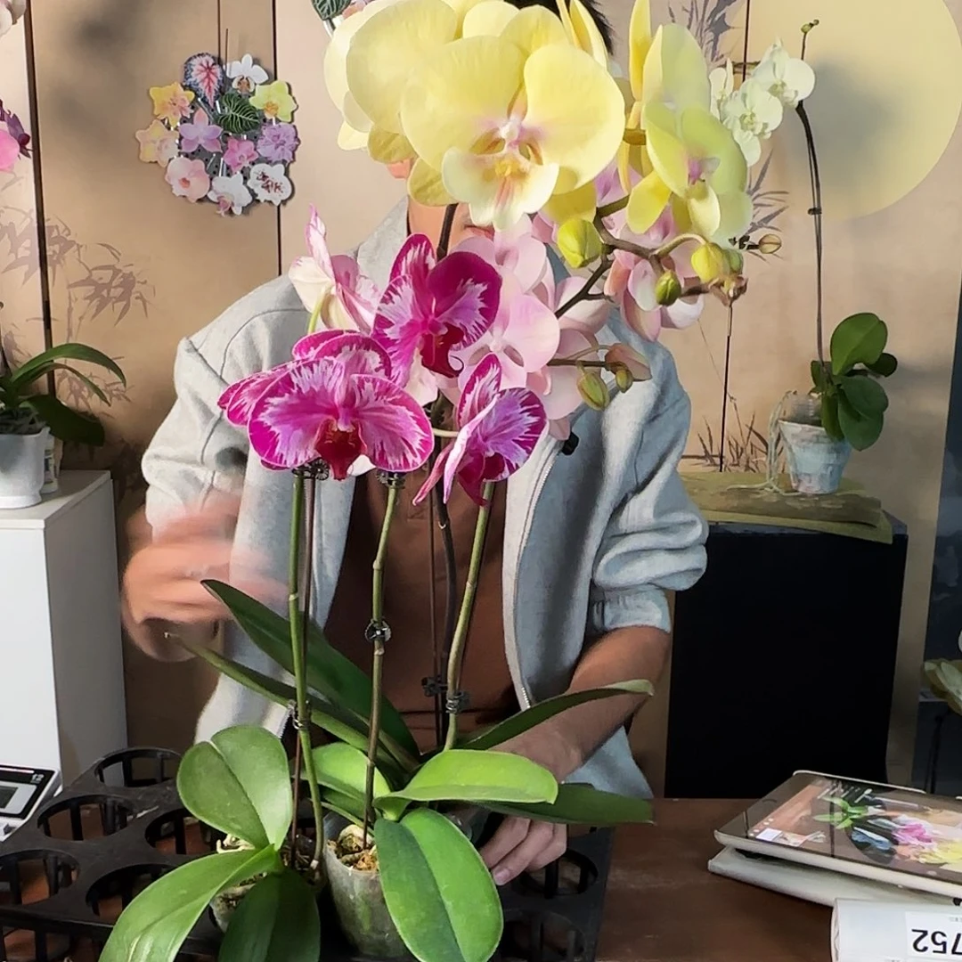 大部分花苞少量开放随机三棵/叶子磕碰