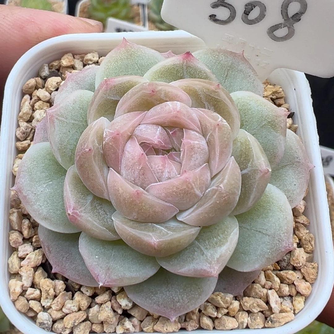 508号新品 晗雨多肉