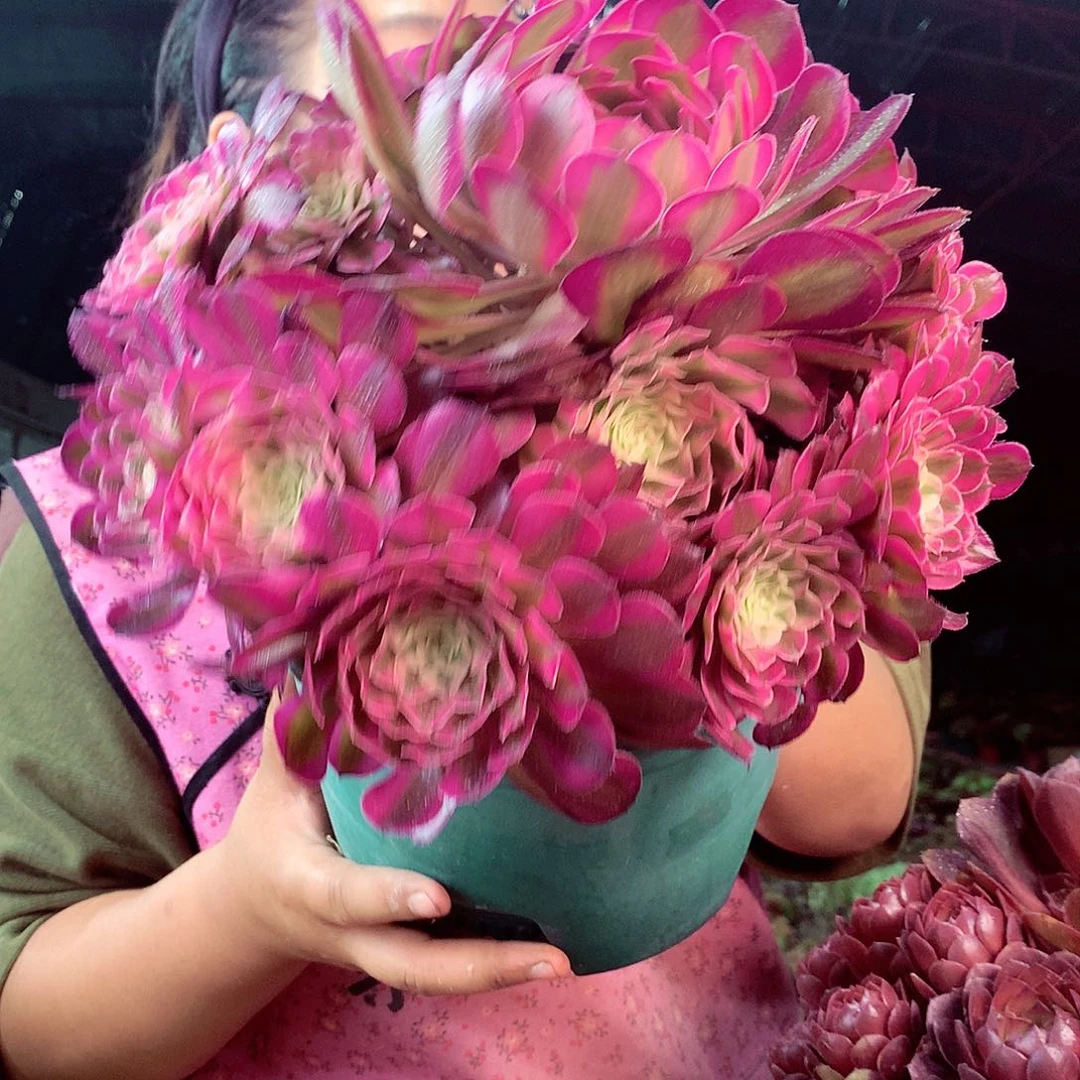 无花朵柒哥多肉法师不包侧断枝 红铜壶