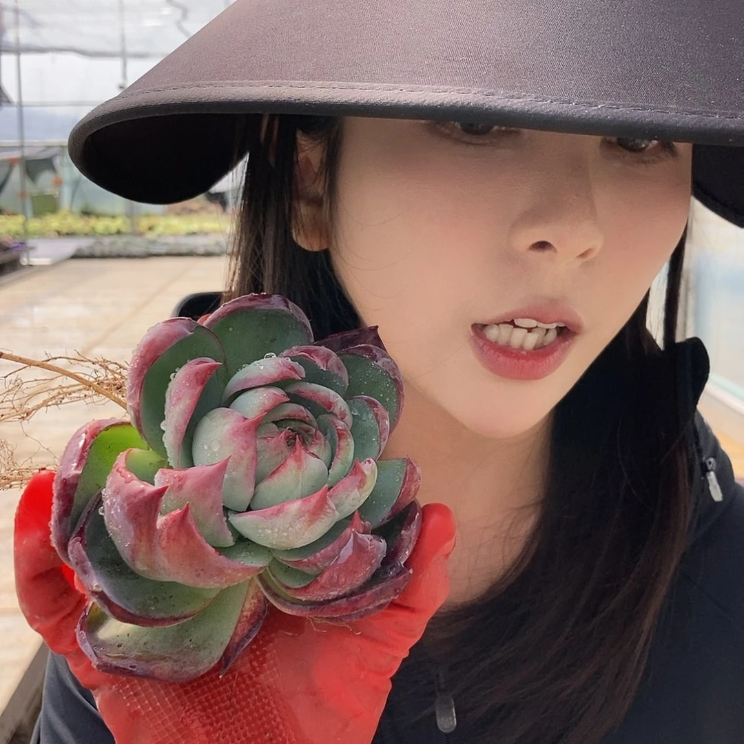 20-1惊鸿盲盒单头随机发货