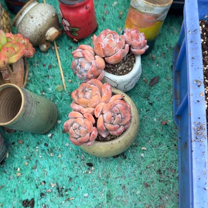 迪***迦带盆小精品包邮到家
