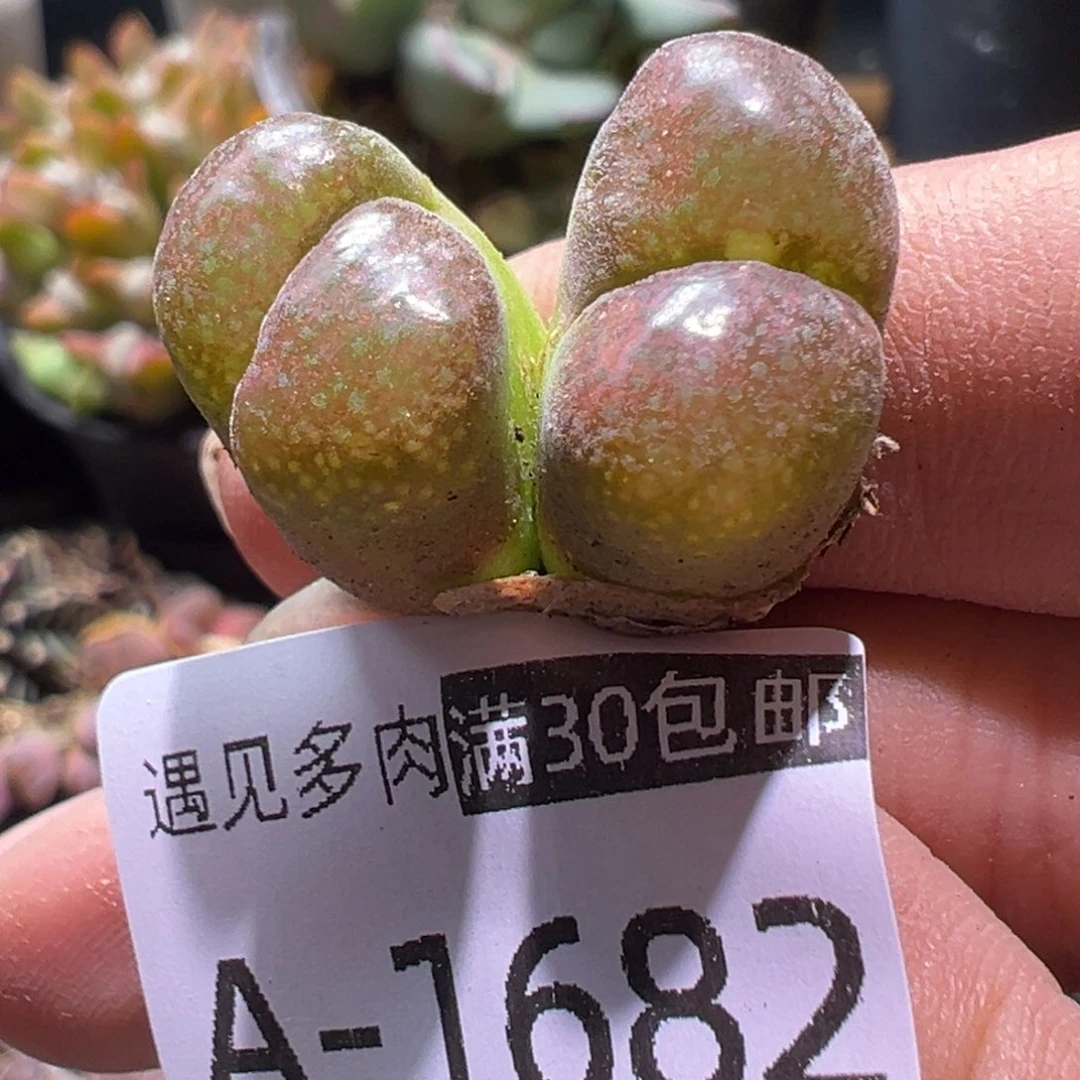 多肉植物11111111111111111