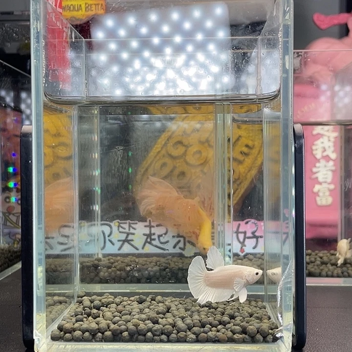 斗鱼21号925早超白