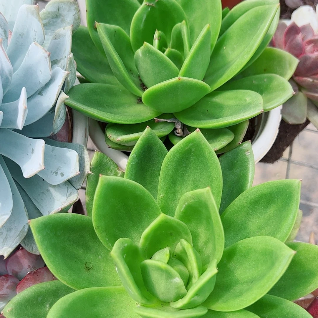 翠花大单头精品特价