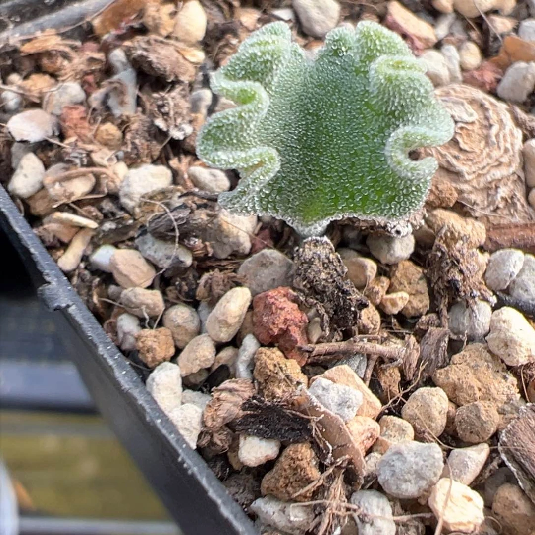 427号冰晶海带。