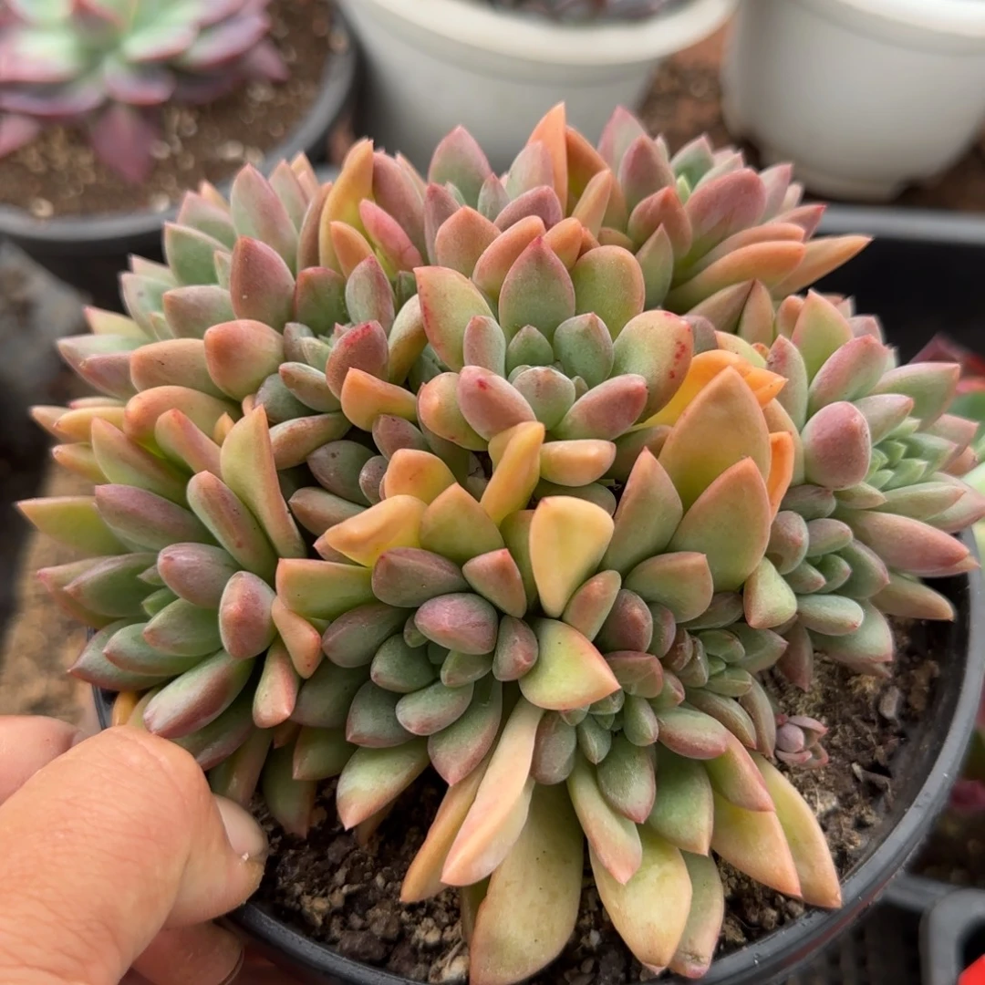 贵妃美人惊鸿一物一拍包装收缩花旱