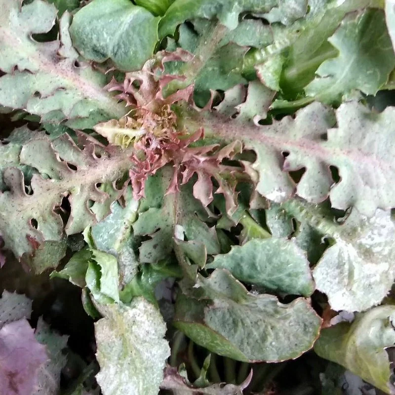 【顺丰包邮】新鲜山野菜苦菜现挖现发