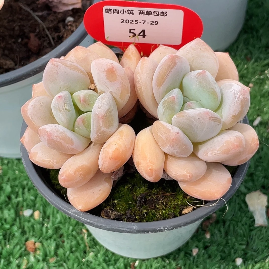 萌肉小筑0729-54香橙