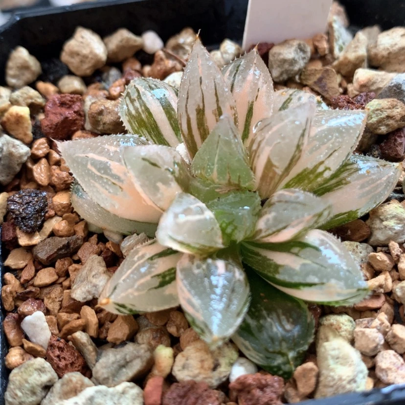 【闪购商品】349冰沙糖