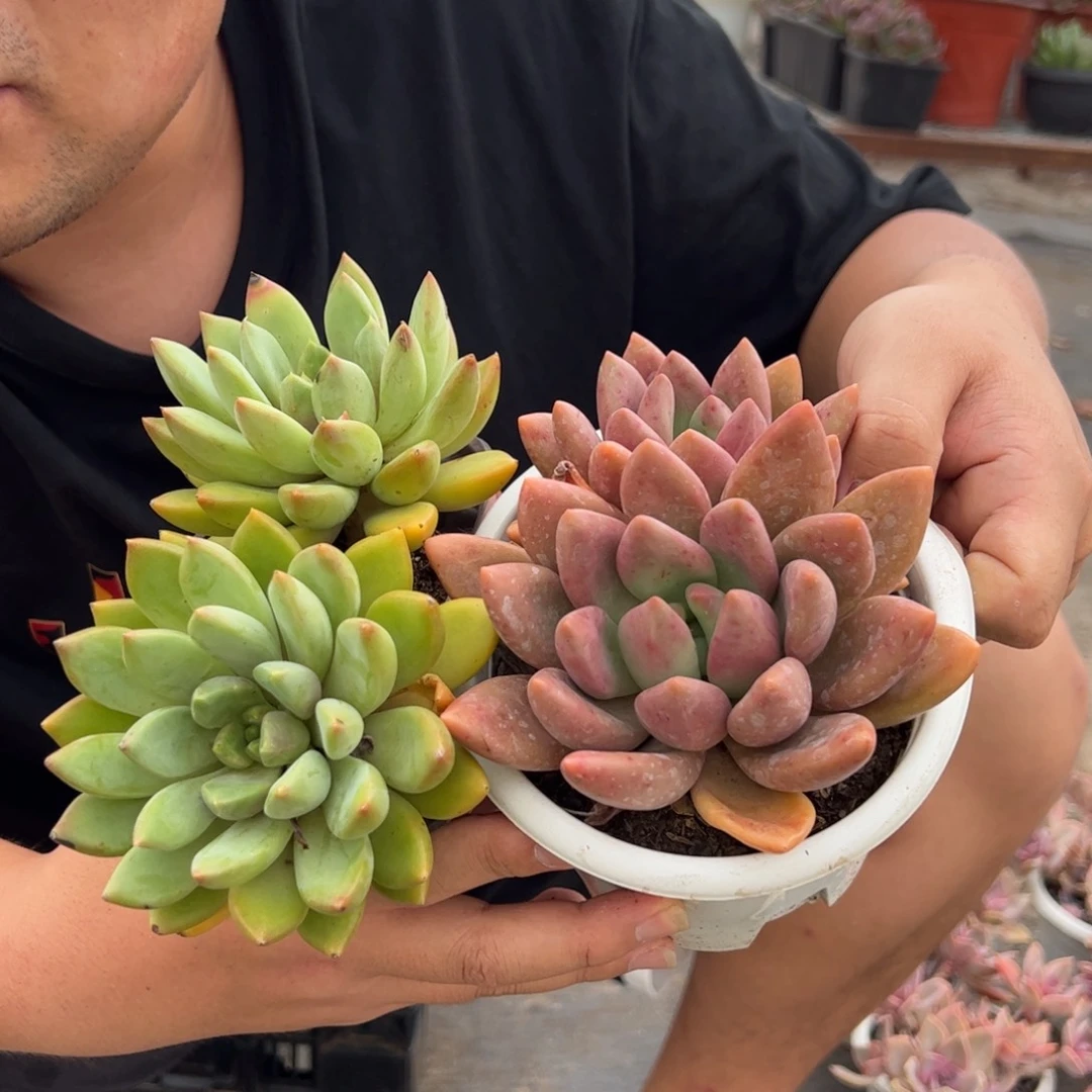 黄金象牙双头，桃花源双头各一，120杯