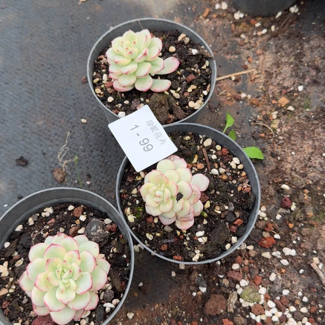 探戈锦三颗量拍1-99