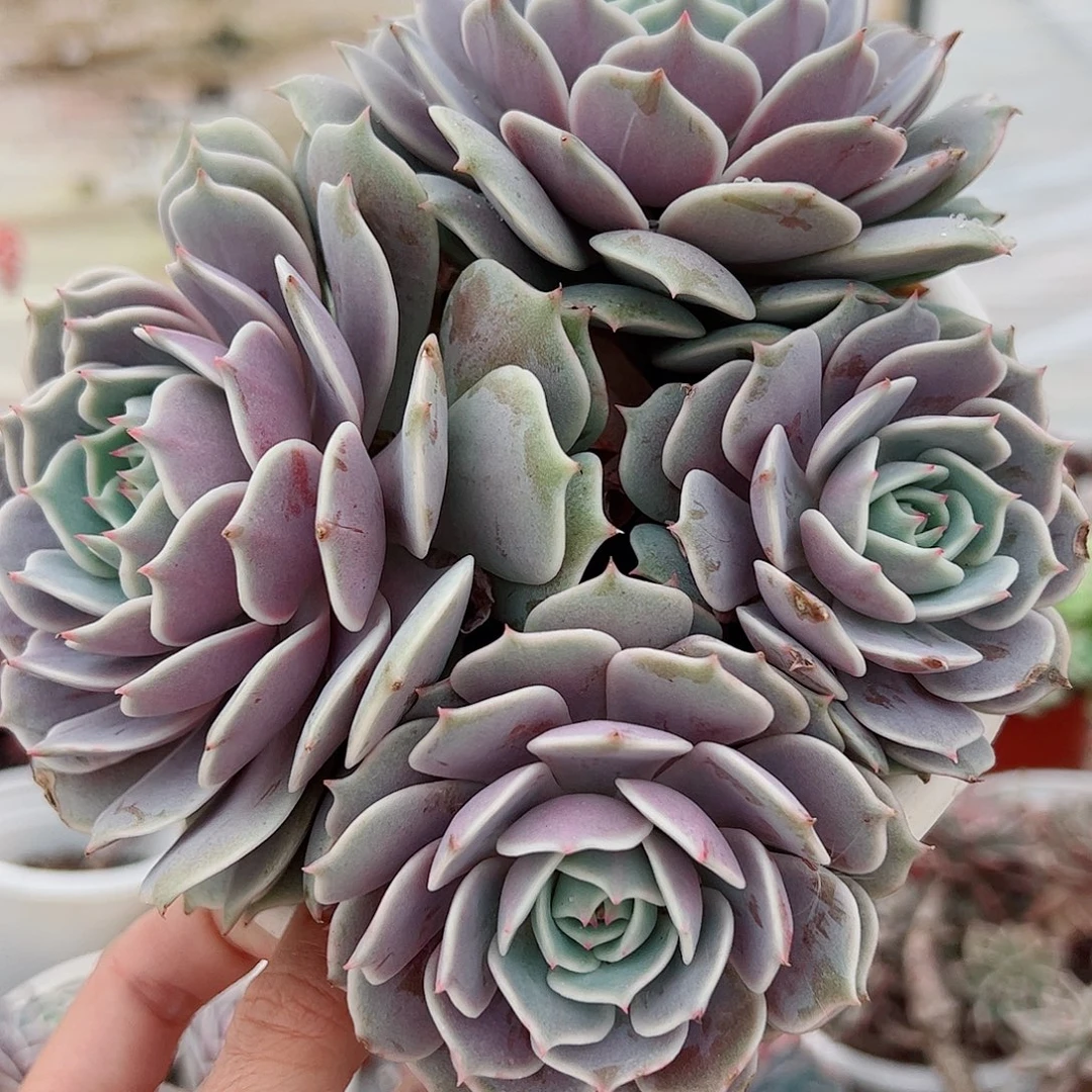 露娜莲多头群生老桩特价