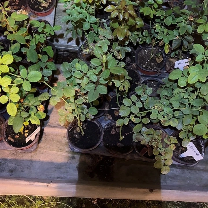 无花朵婚礼玫瑰小苗