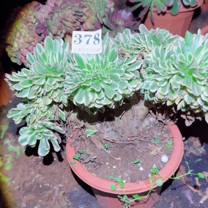 378迈巴赫缀化多肉植物满28包邮