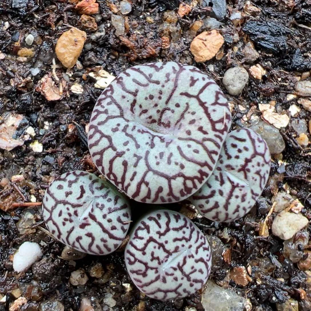 2.17好看的多肉967