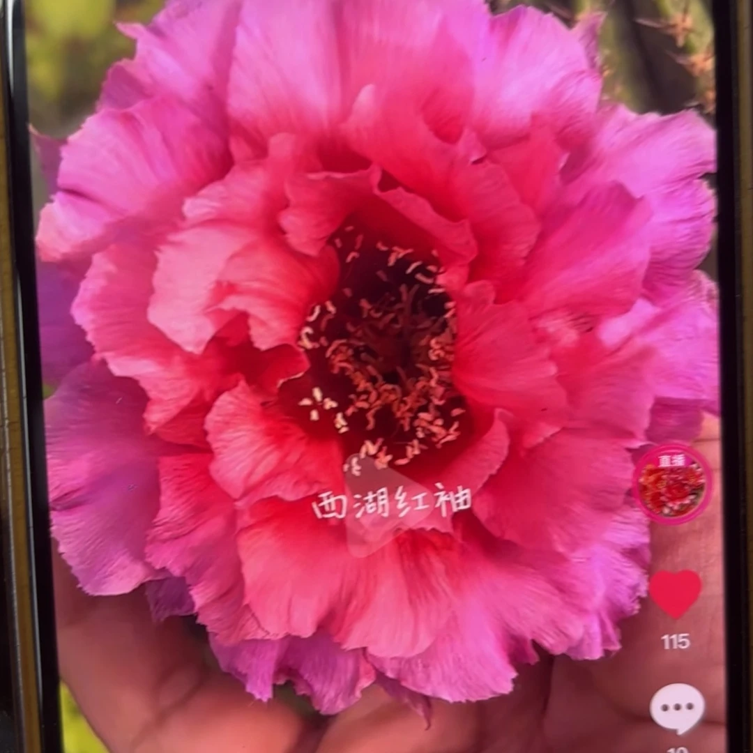 红袖彩无根侧牙20包邮11