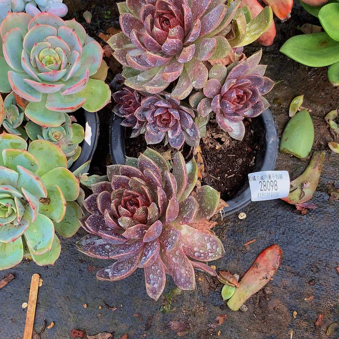 君***君    紫水晶多肉28098