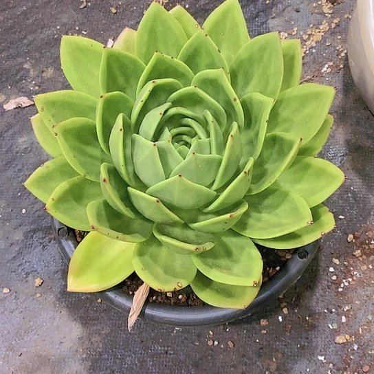 公***走翠花多肉植物