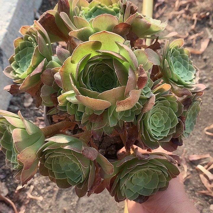 715万圣夜多肉植物